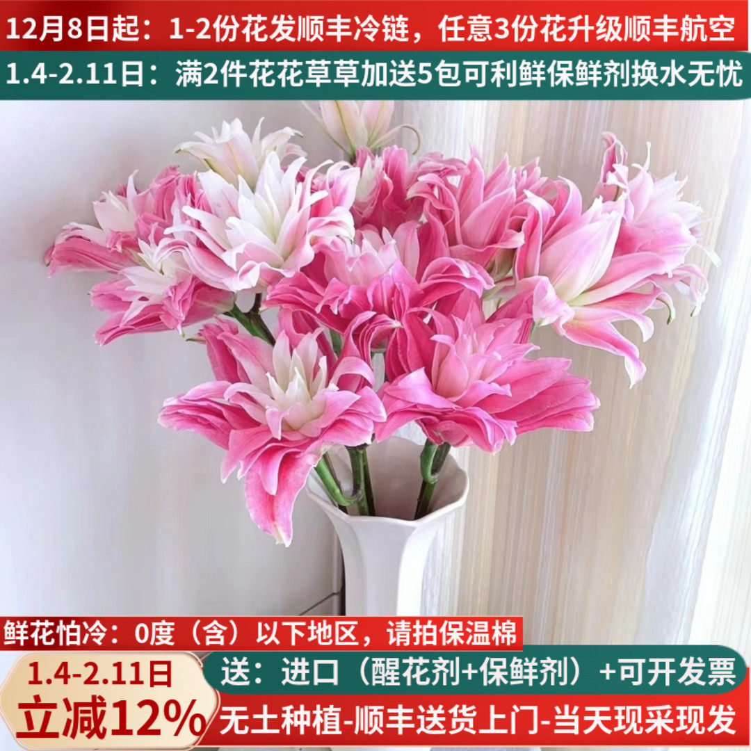 鲜花重瓣香水百合红丝带女神粉黛昆明斗南基地直发家用水培插花束,鲜花速递/花卉仿真/绿植园艺,花材,淘宝优惠券,粉丝福利购,淘宝优惠卷
