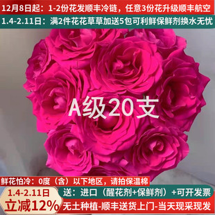A级玫瑰佛洛依德云南鲜切花昆明基地斗南鲜花直发玫红色弗洛伊德