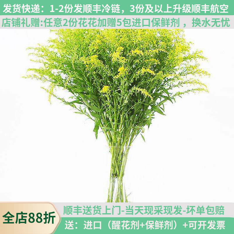 黄莺草鲜花云南直发直批家用基地直供昆明花卉市场婚庆配草