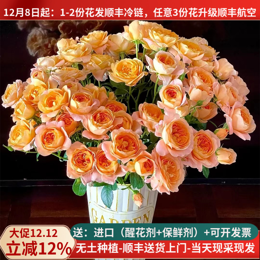 鲜切花多头玫瑰花果汁阳台泡泡云南基地直发家用水养插花束顺丰橙