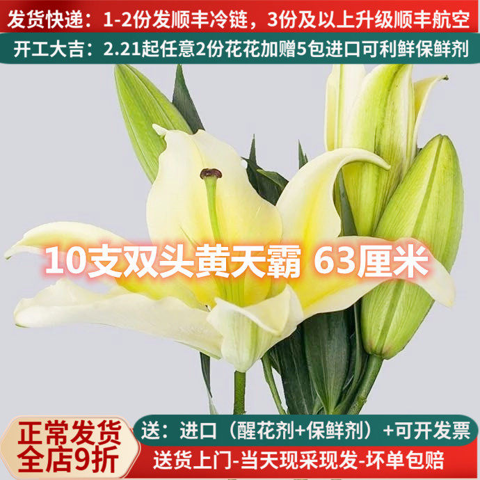 黄百合花鲜花直批百合新鲜家用水养黄天霸云南基地直发花束插黄色