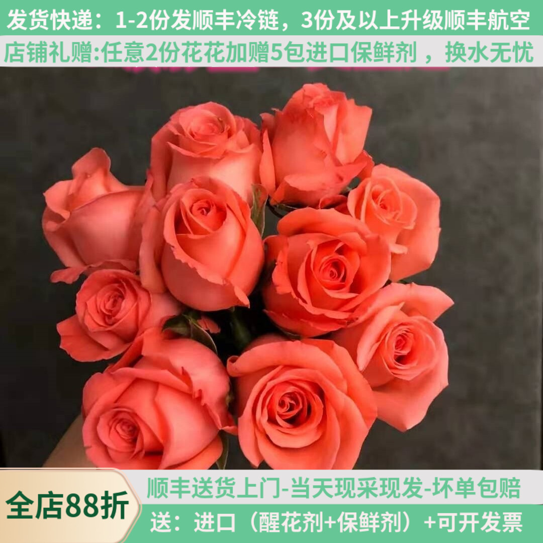 大花影星粉玫瑰花鲜切花云南昆明斗南鲜花基地直发直批家用室内水