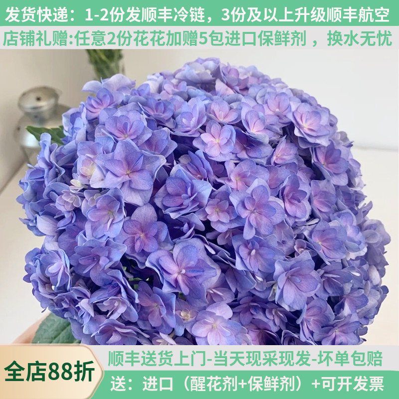 A级绣球多色可选当日采基地直发图片