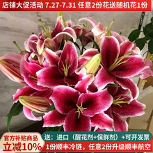 黑美人香水百合鲜花教师节云南基地直发直批昆明水养10支空运红色