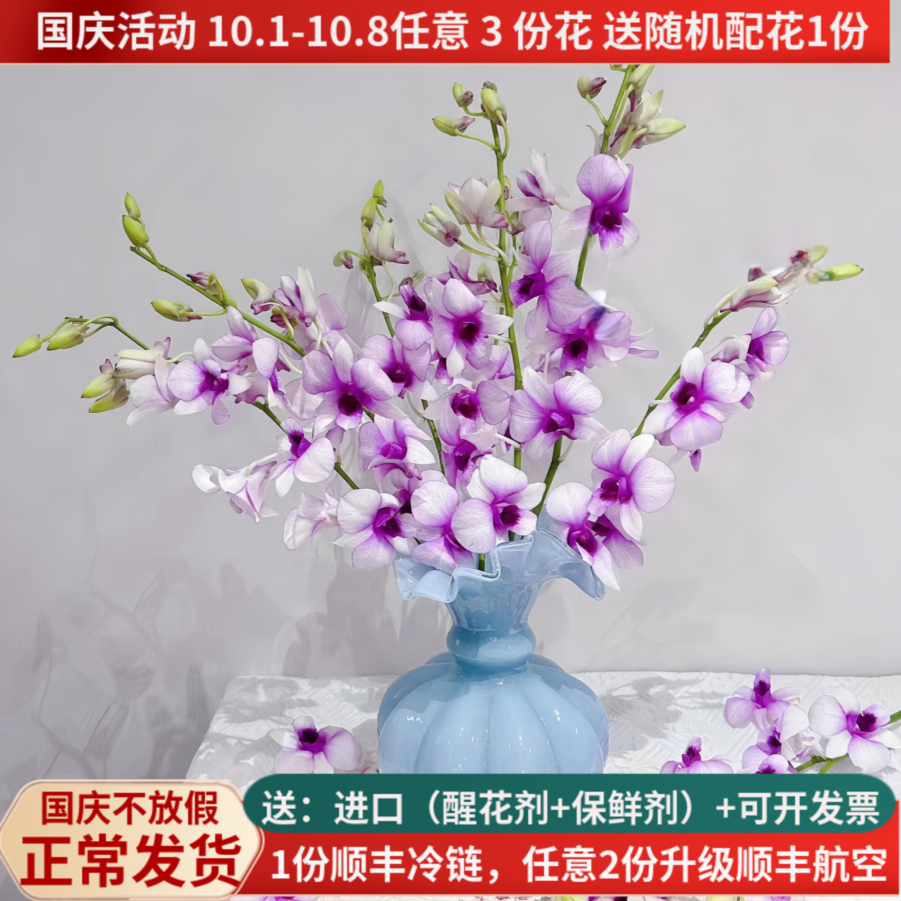 稀有进口洋兰胡姬兰，花期长