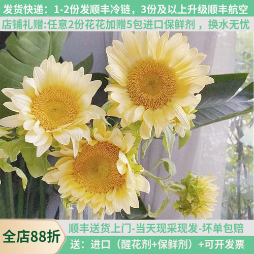 奶油昆明斗南水养向日葵