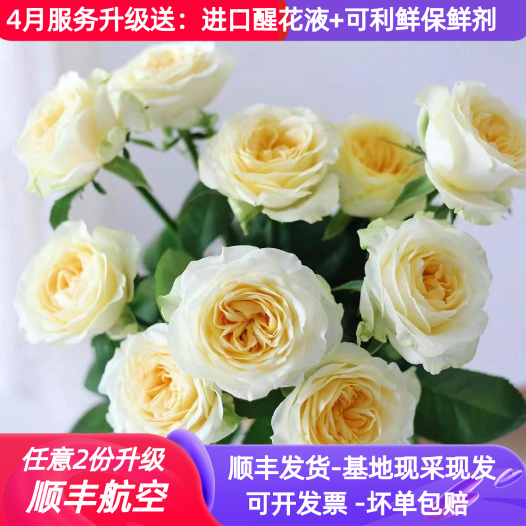 稀有玫瑰鲜花集合，多品种可选