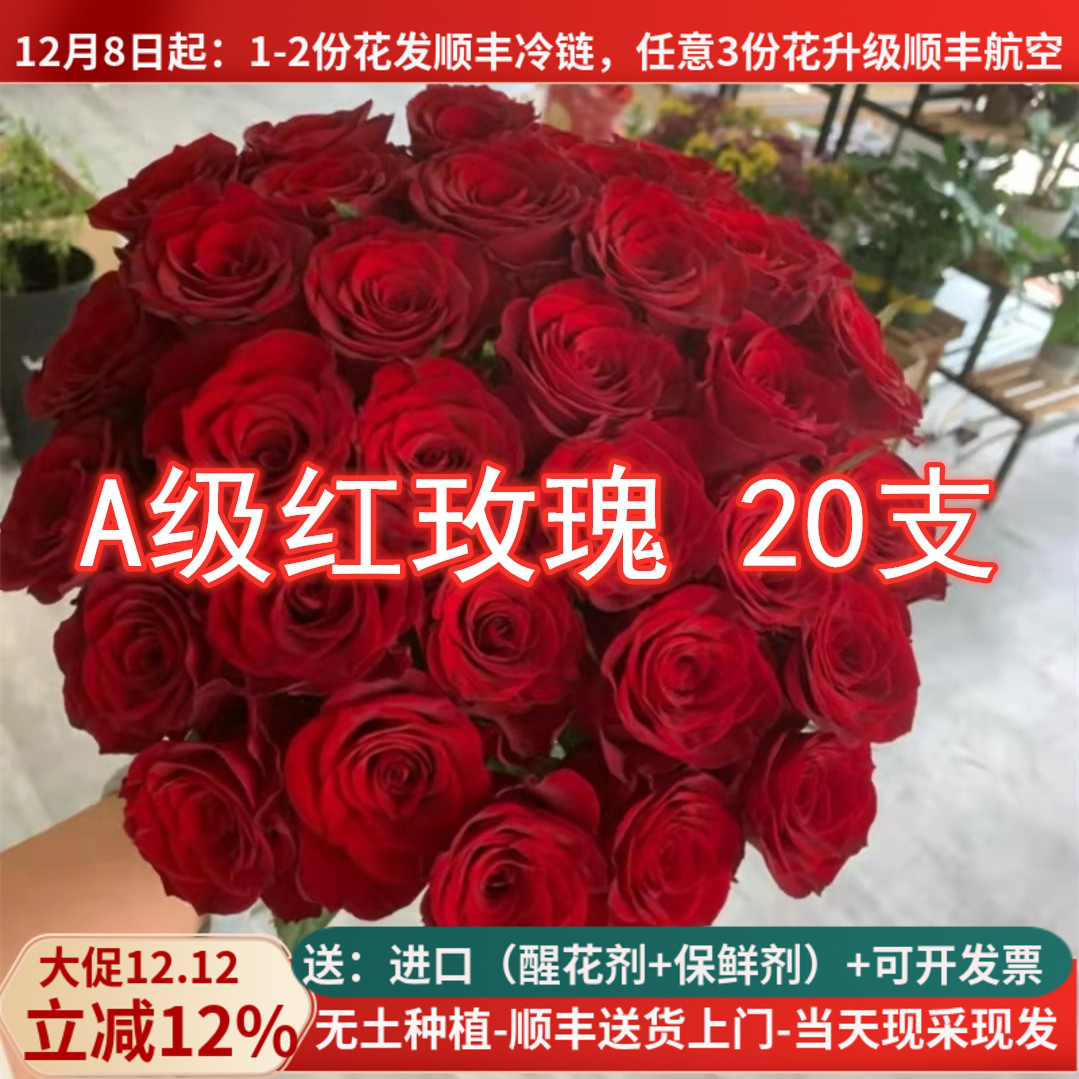 大花红玫瑰鲜花高原红传奇春节