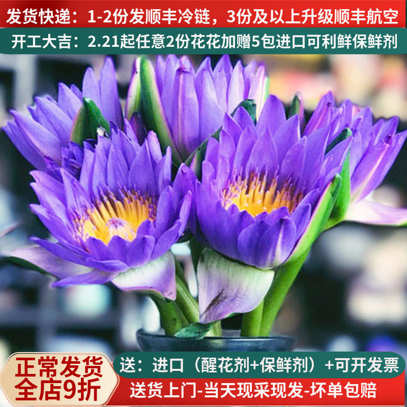 紫色睡莲鲜花花束10支带花苞水养室内云南直发直批昆明花卉市场
