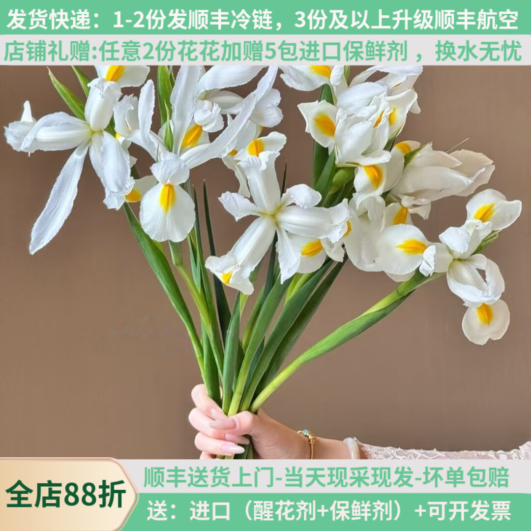 进口鸢尾花10支顺丰基地直发