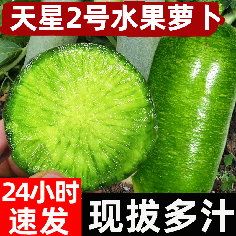 天星2号水果萝卜甜脆多汁生吃