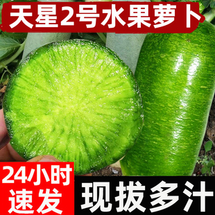 天星2号潍坊水果萝卜甜脆型生吃正宗新鲜紫美人冰淇淋凤梨青萝卜