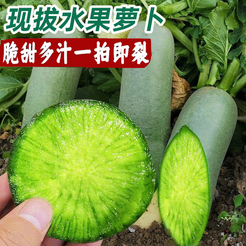 水果萝卜甜脆型潍坊萝卜新鲜10斤正宗青萝潍县沙现拔绿萝卜窝生吃使用感如何?