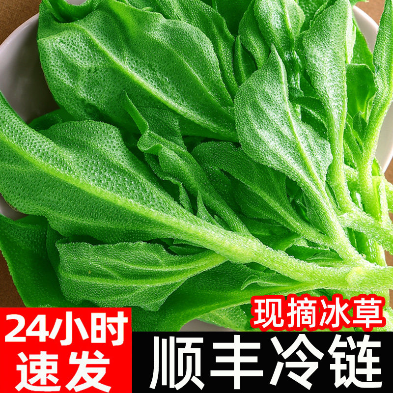 新鲜冰草冰菜沙拉菜非洲冰菜火锅即食生吃生菜送沙拉酱西餐厅顺丰