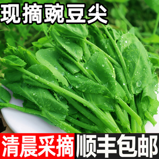 豌豆尖新鲜蔬菜现摘现发豌豆苗碗豆菜火锅菜露天龙须菜农家自种