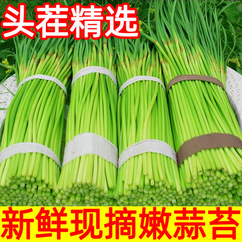 现货露天蒜苔新鲜5斤农家蔬菜