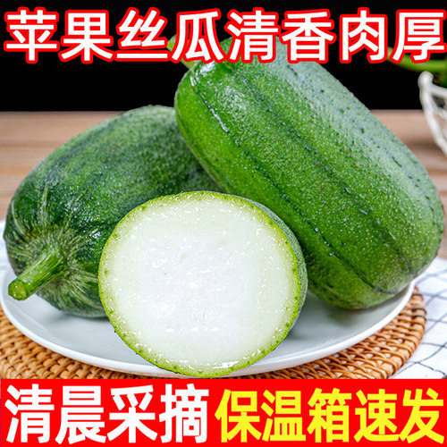 现摘苹果丝瓜圆绿丝瓜现摘