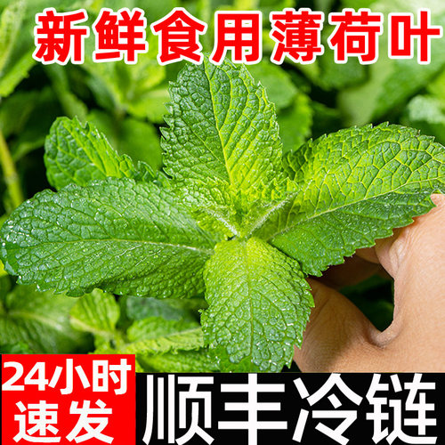 顺丰包邮薄荷叶新鲜食用