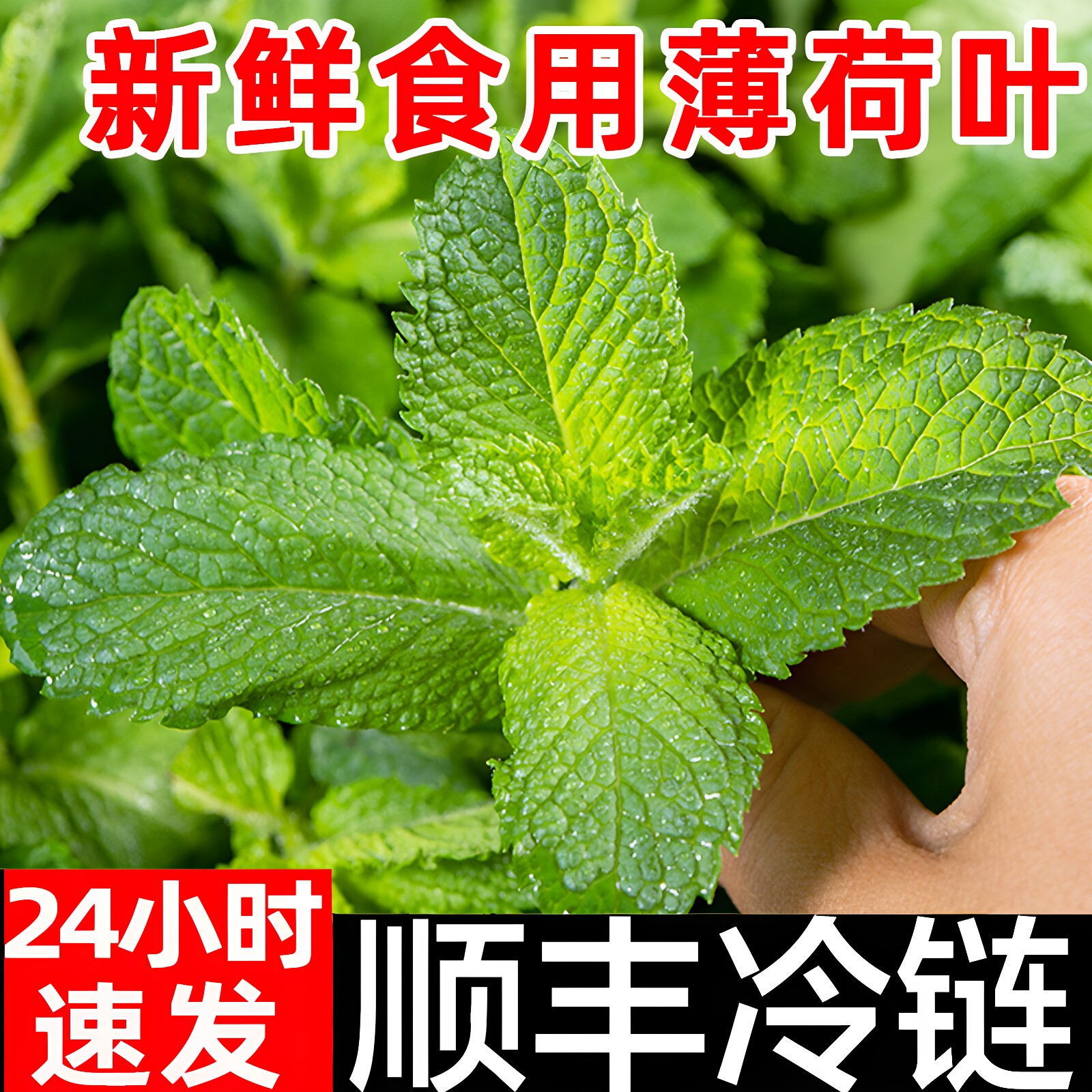 薄荷叶新鲜食用蔬菜顺丰包邮泡水装饰烘焙调酒水吧专用包邮鲜