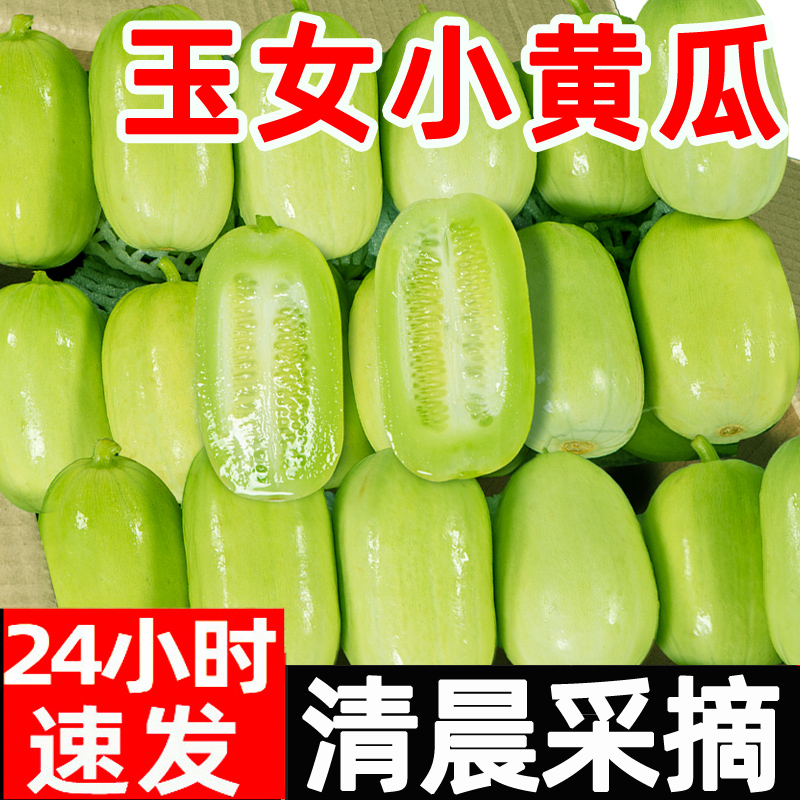 黄瓜新鲜玉女黄瓜水果小黄瓜拇指生吃青瓜东北旱白玉黄瓜蔬菜