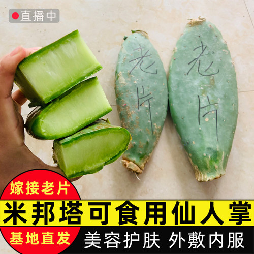 可以外敷脸可以吃的仙人掌大叶片