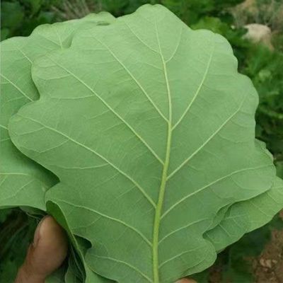 粽叶包粽子野生大号新鲜菠萝叶纯天然家用柞树叶槲叶现摘玻璃叶