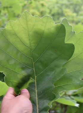 粽叶包粽子野生大号新鲜菠萝叶天然家用柞树叶槲叶现摘玻璃叶