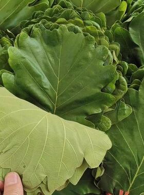 粽叶包粽子野生大号新鲜菠萝叶天然家用柞树叶槲叶现摘玻璃叶