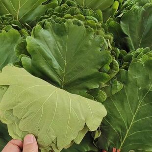 粽叶包粽子野生大号新鲜菠萝叶天然家用柞树叶槲叶现摘玻璃叶