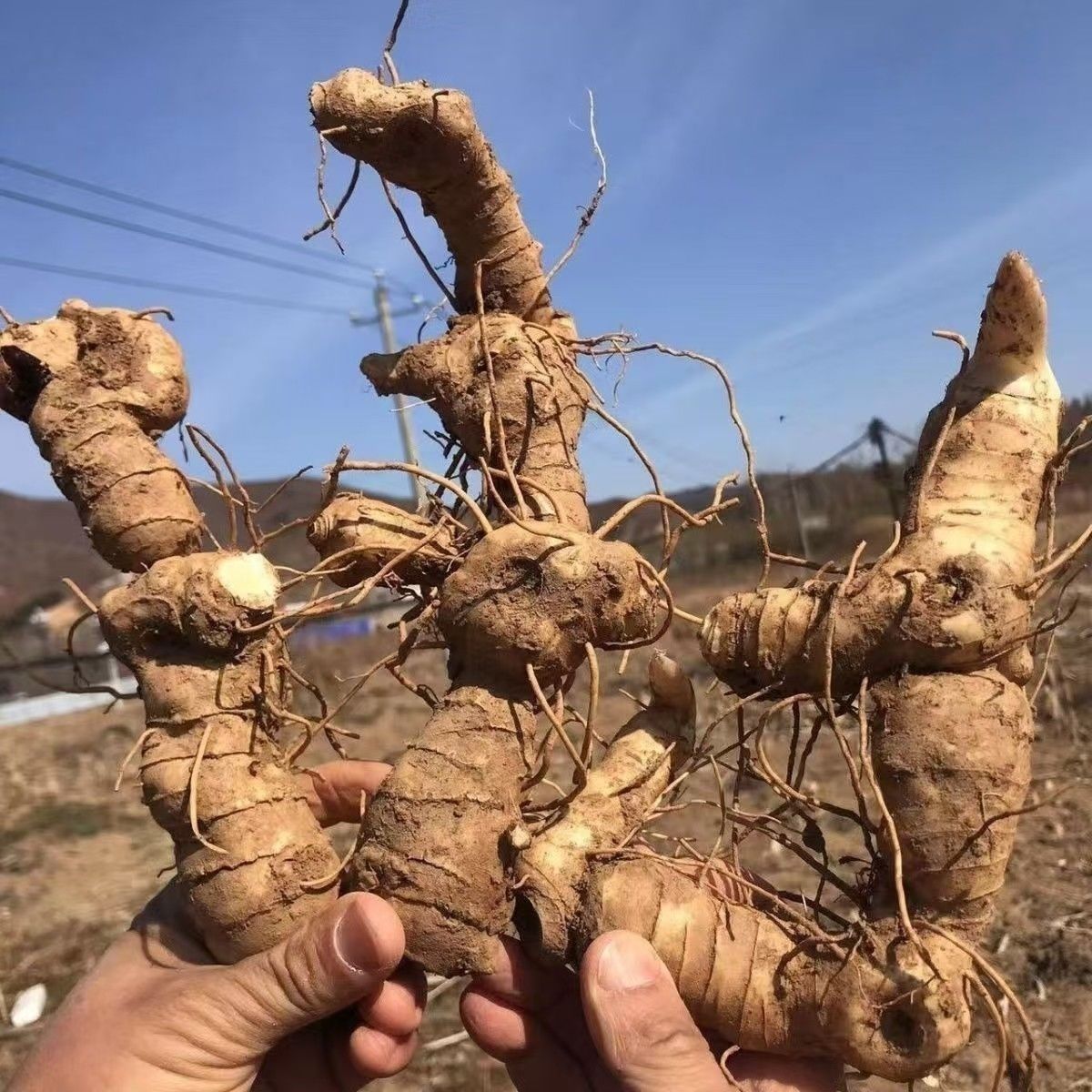 新鲜甜根现挖生茎头根包邮黄精图片