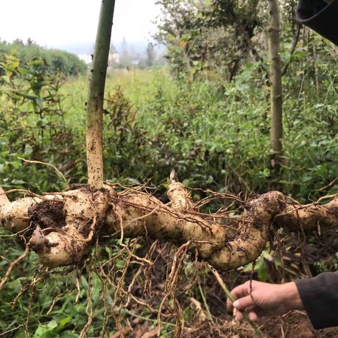 新鲜甜黄精野生鸡头根老虎姜现卖现挖鸡爪参块茎可做种苗5斤包邮图片
