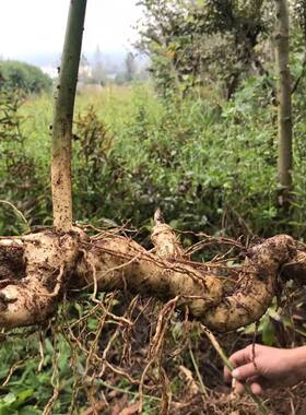 新鲜甜黄精野生鸡头根老虎姜现卖现挖鸡爪参块茎可做种苗5斤包邮