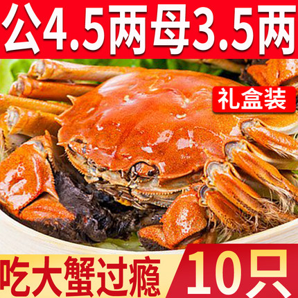 10只特大现货大闸蟹母3-3.5两公4-4.5螃蟹活蟹海鲜水产鲜活蟹礼盒