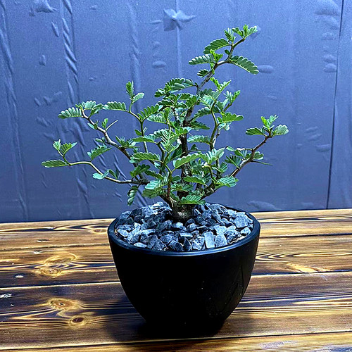 沙漠苏木老桩实生块根植物一物一拍室内室外好养绿植盆栽