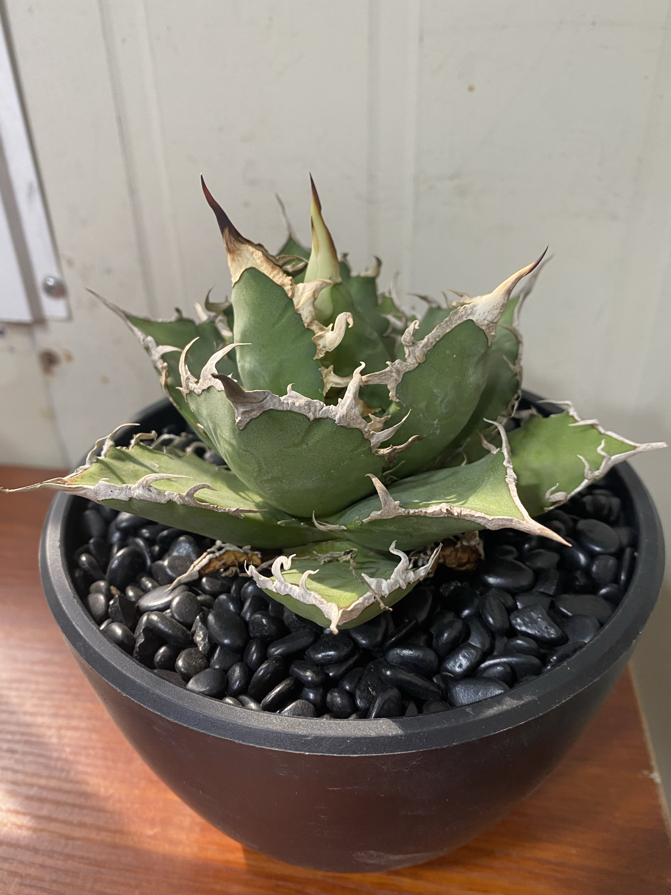 凯撒龙舌兰多肉植物一物一拍240716