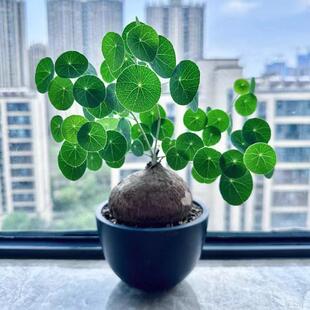 素可泰山乌龟立叶不爬藤泰国输入块根多肉植物办公室阳台一物一拍