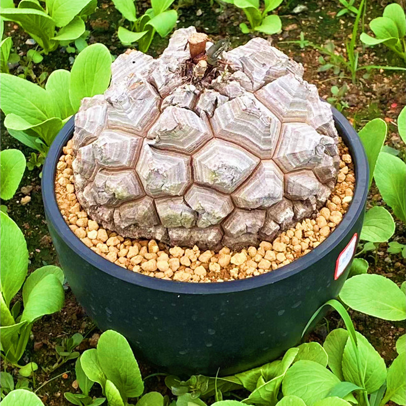 南非室内龟甲龙容易养一物一拍