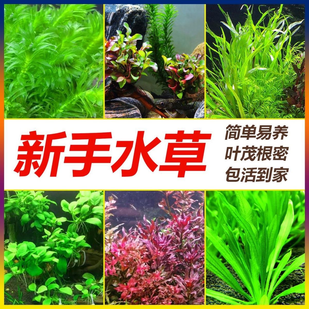 鱼缸懒人水草植物淡水有茎草缸造景水族箱中后景水草套餐包邮