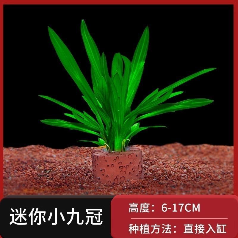 净化花草鱼缸里的水草植物草热带水草