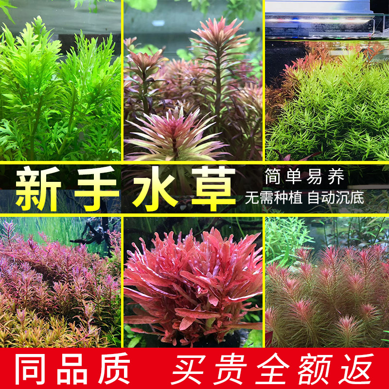 鱼缸水草活体水榕种子水族箱套餐