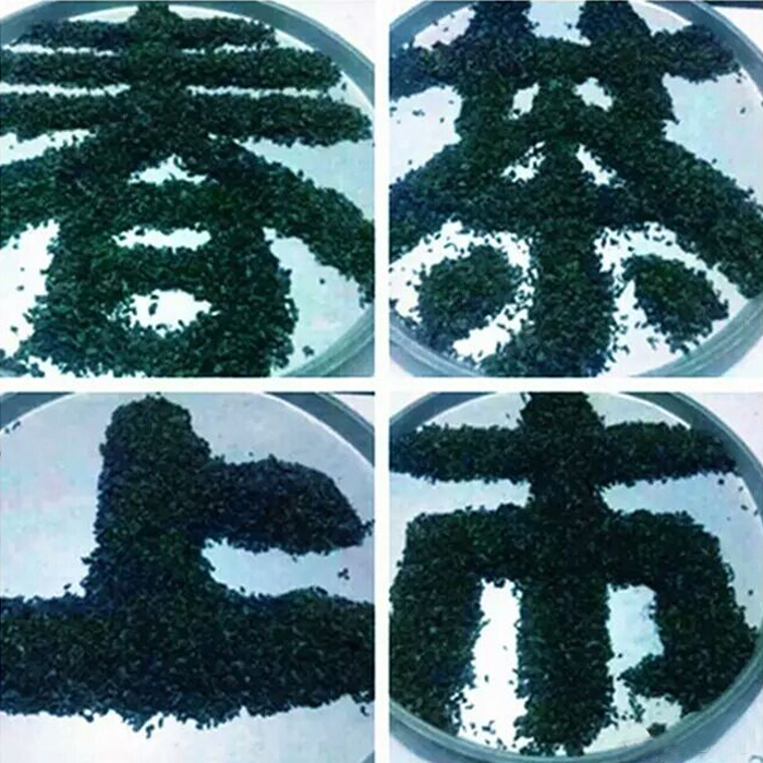 安溪新茶韵香型正味小袋装铁观音