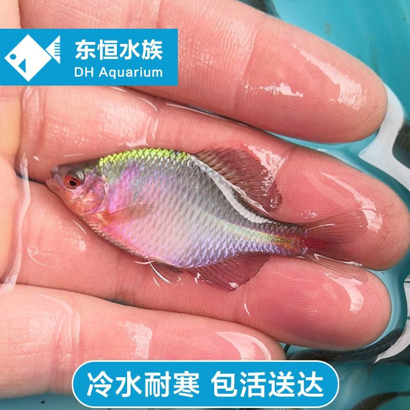 七彩高体鳑鲏精选成鱼冷水观赏鱼淡水好养耐活原生除藻小鱼送饲料 宠物/宠物食品及用品 鱼 原图主图