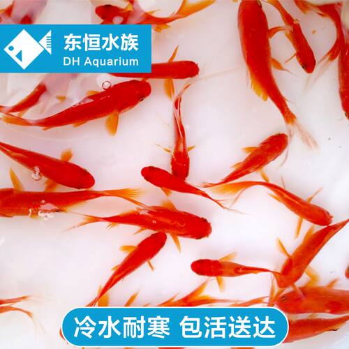草金冷水鱼懒人养送饲料