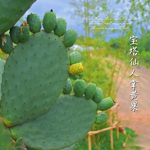 超大老树仙人掌摩洛哥黄果宝塔仙人掌盆栽食用可吃种植片好养结果