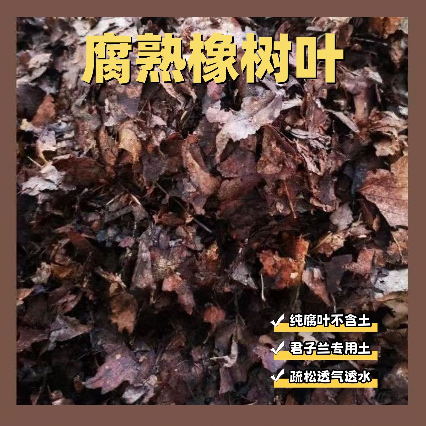 君子兰专用种植土纯橡树叶腐熟土图片