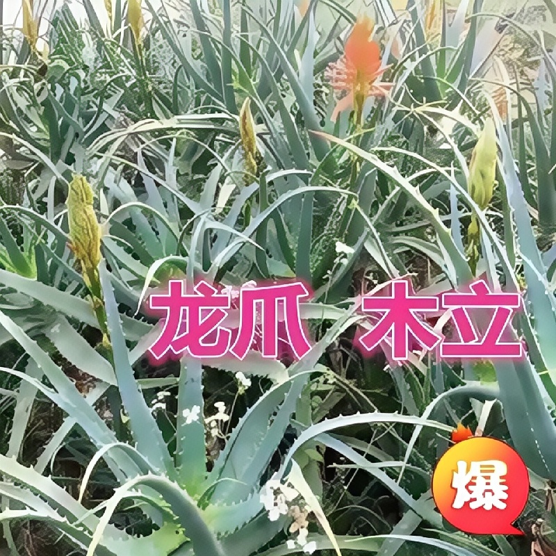 龙爪菊药用食用芦荟苗盆