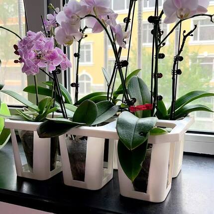 3寸蝴蝶兰盆组合托架万象盆高腰6格托架塑料高腰盆托架多肉盆托