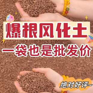风化石颗粒风化土爆根生根盆景金弹子多肉兰花酸性种植土营养土