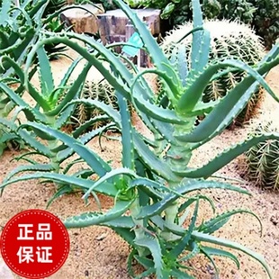龙爪菊药用食用芦荟苗盆栽植物木立芦荟木剑消炎苗花多肉祛痘保湿