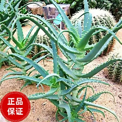 龙爪菊药用食用芦荟苗盆栽植物